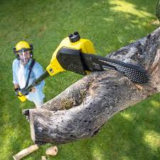 Best Arborist Consultation Services  in Lincoln, MT