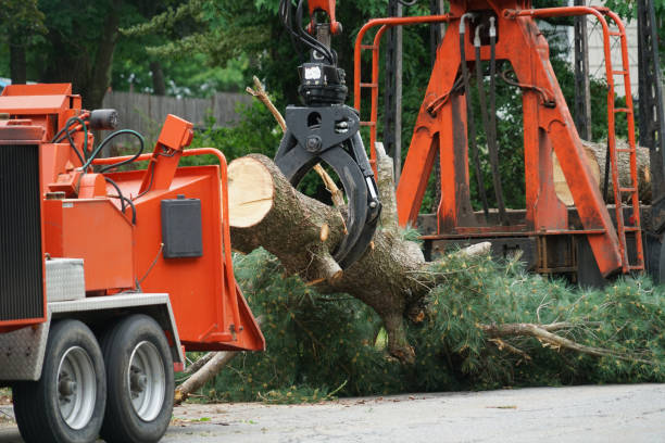 Best Tree Disease Treatment  in Lincoln, MT